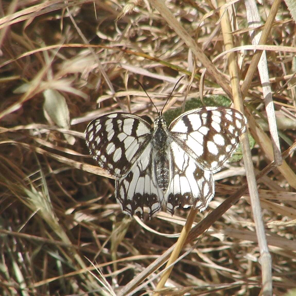 Image of Melanargia ines Hoffmannsegg 1804