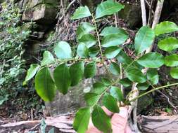 Image of Pararchidendron pruinosum (Benth.) I. C. Nielsen