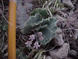 Asclepias nummularia Torr. resmi