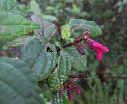 Image of Salvia kellermanii Donn. Sm.