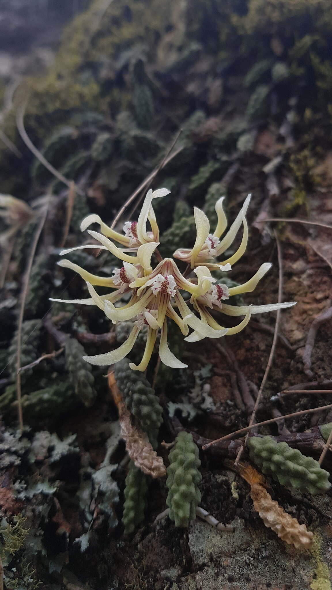 Image of Cucumber orchid