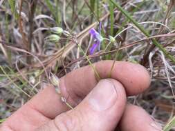 Image of Thysanotus banksii R. Br.