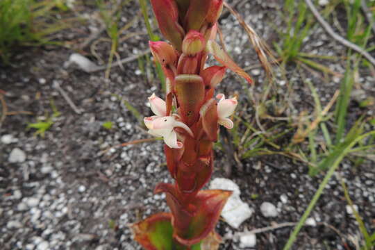 Image de Satyrium acuminatum Lindl.