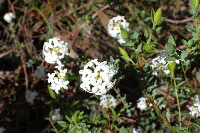 Image of Pimelea glauca R. Br.