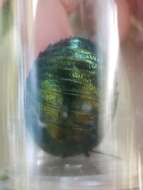 Image of Metallic Emerald Cockroach