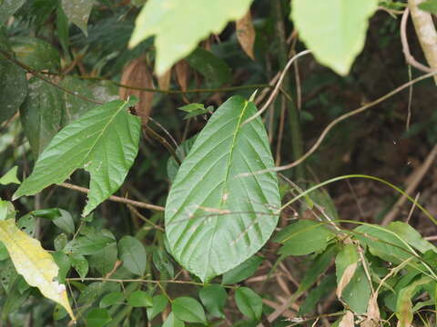 Image de Ficus benguetensis Merr.