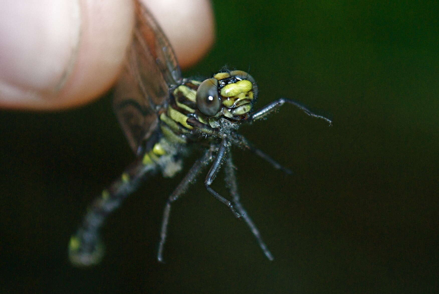 Image of Hylogomphus viridifrons (Hine 1901)