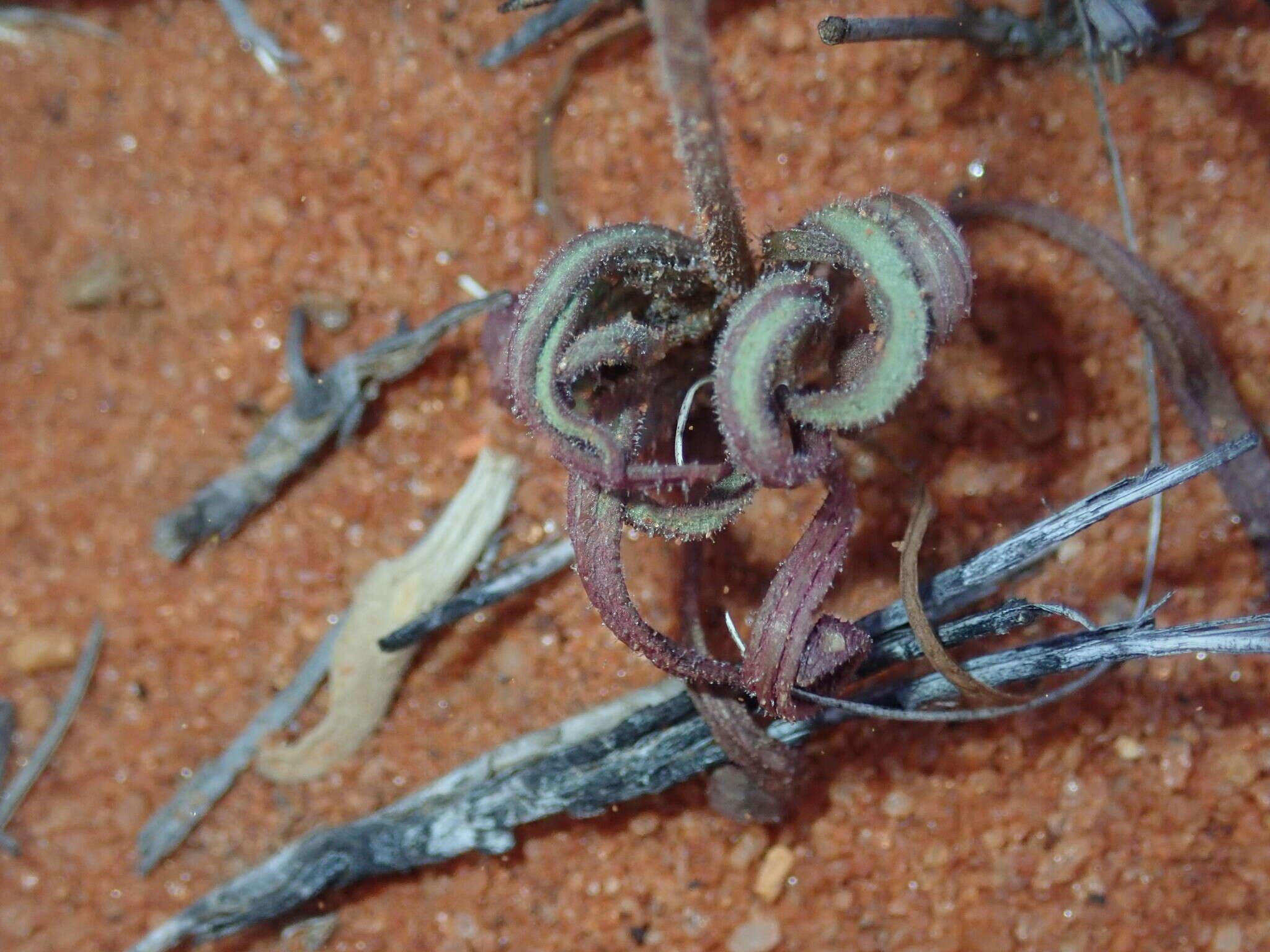 Image of Lawrencella davenportii (F. Müll.) P. G. Wilson