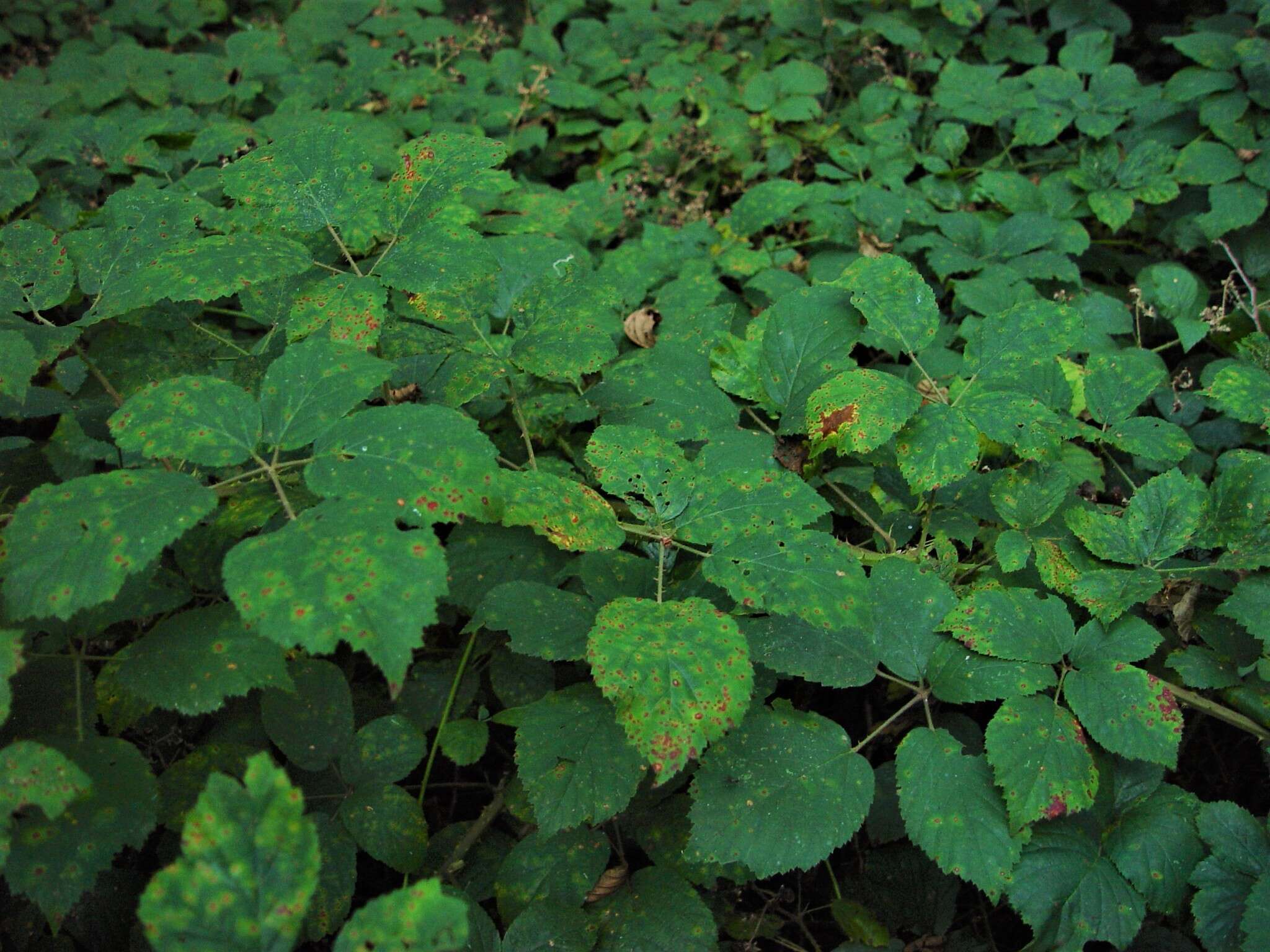 Sivun Rubus bartonii Newton kuva