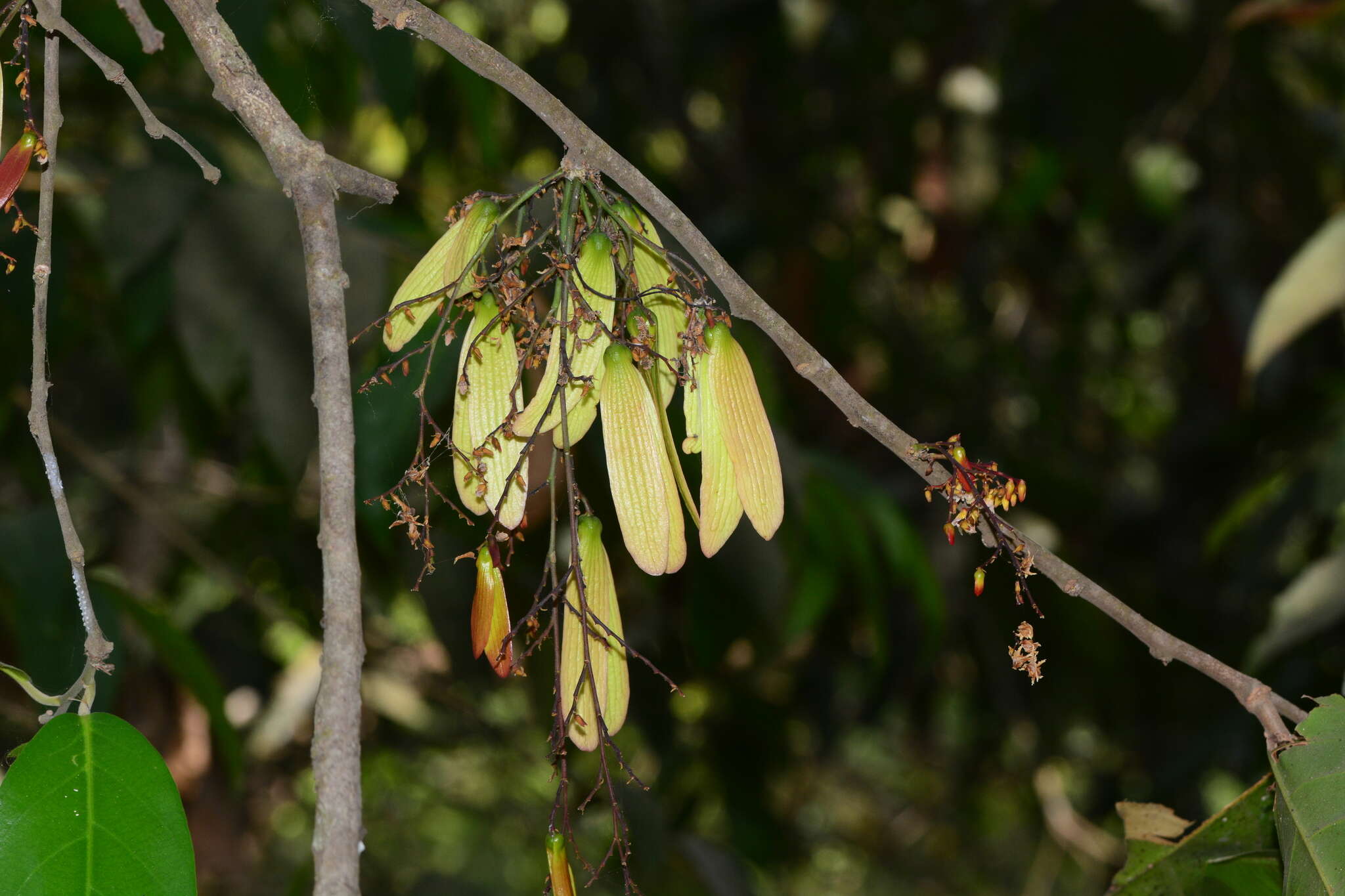 Image of Hopea ponga (Dennst.) D. J. Mabberley