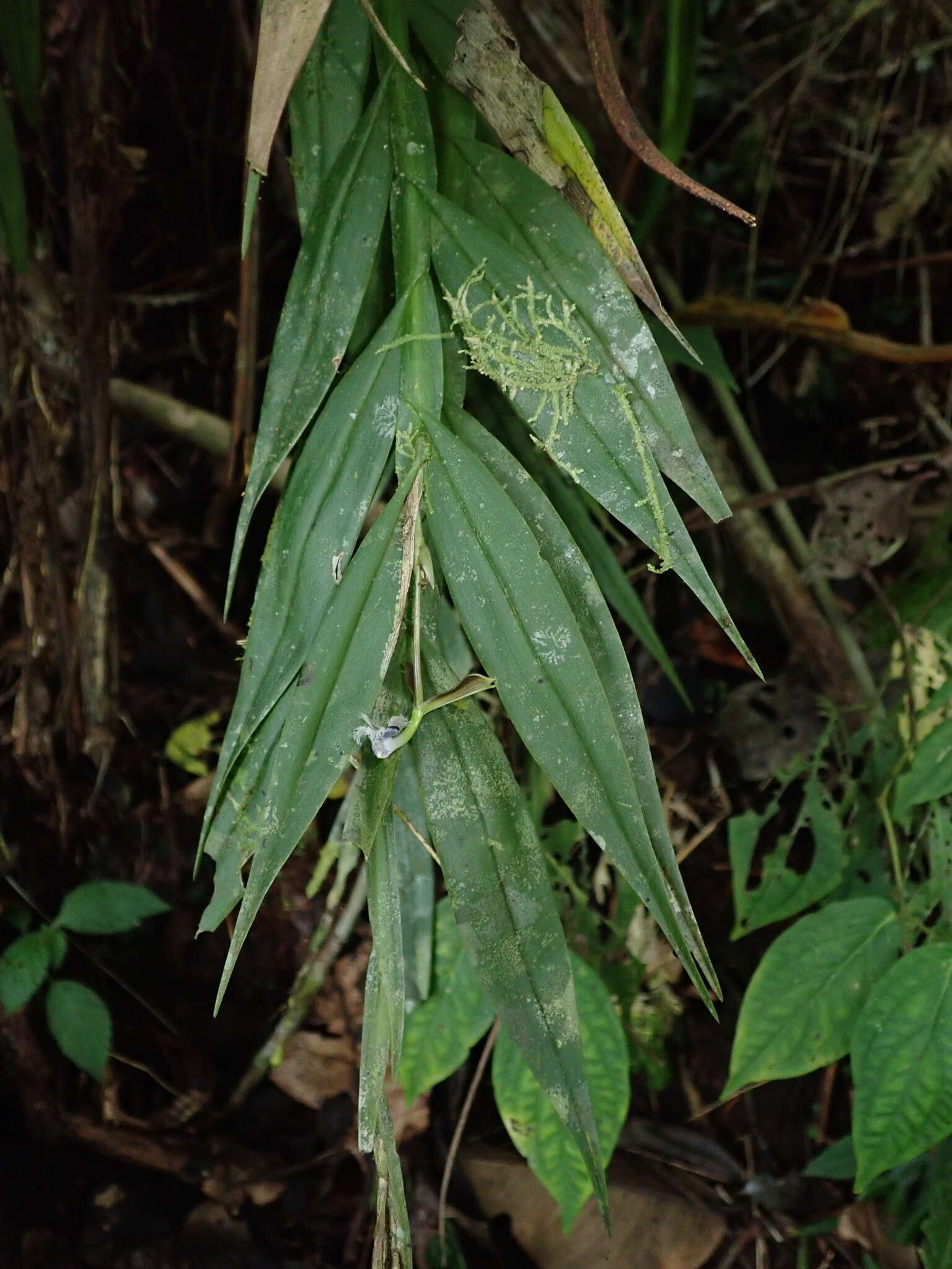 Plancia ëd Epidendrum jatunsachanum Dodson & Hágsater