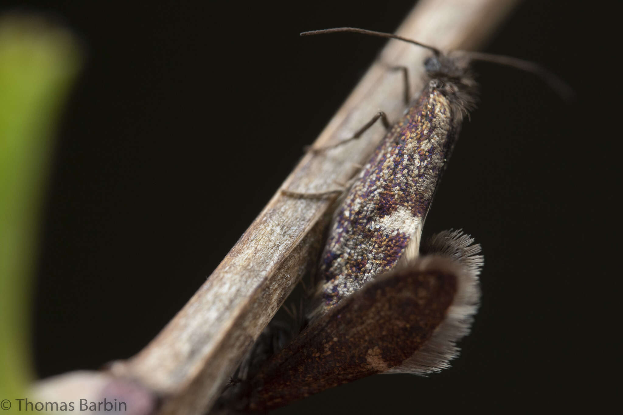 Image of Purplish Birch-miner Moth