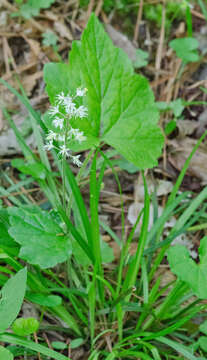 Image of Heartleaved foamflower