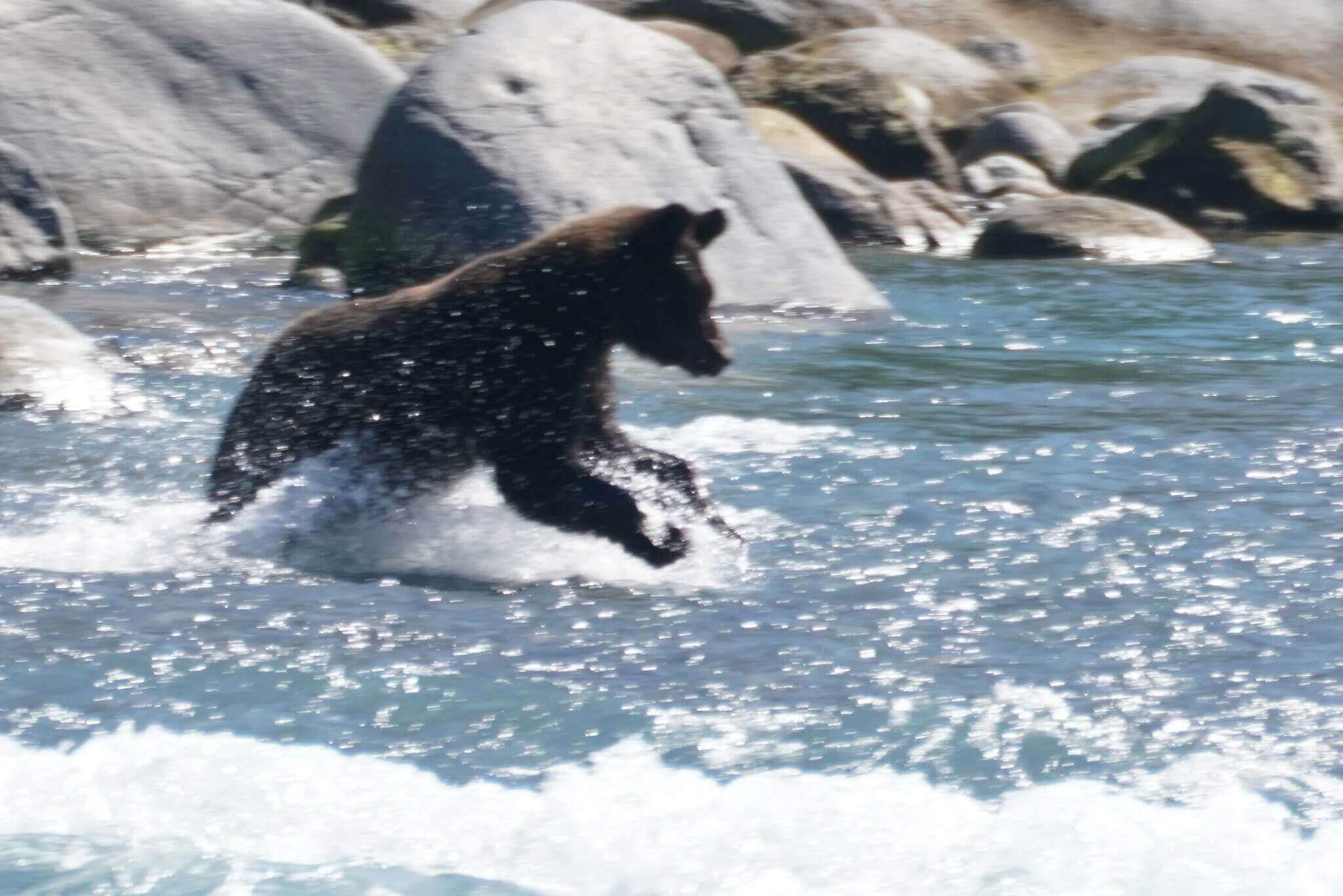 Image of Ussuri brown bear