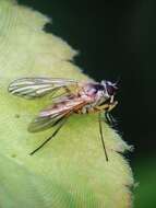 Image of Small Fleck-winged Snipe Fly