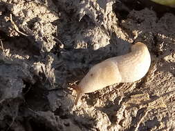 Image of field slug