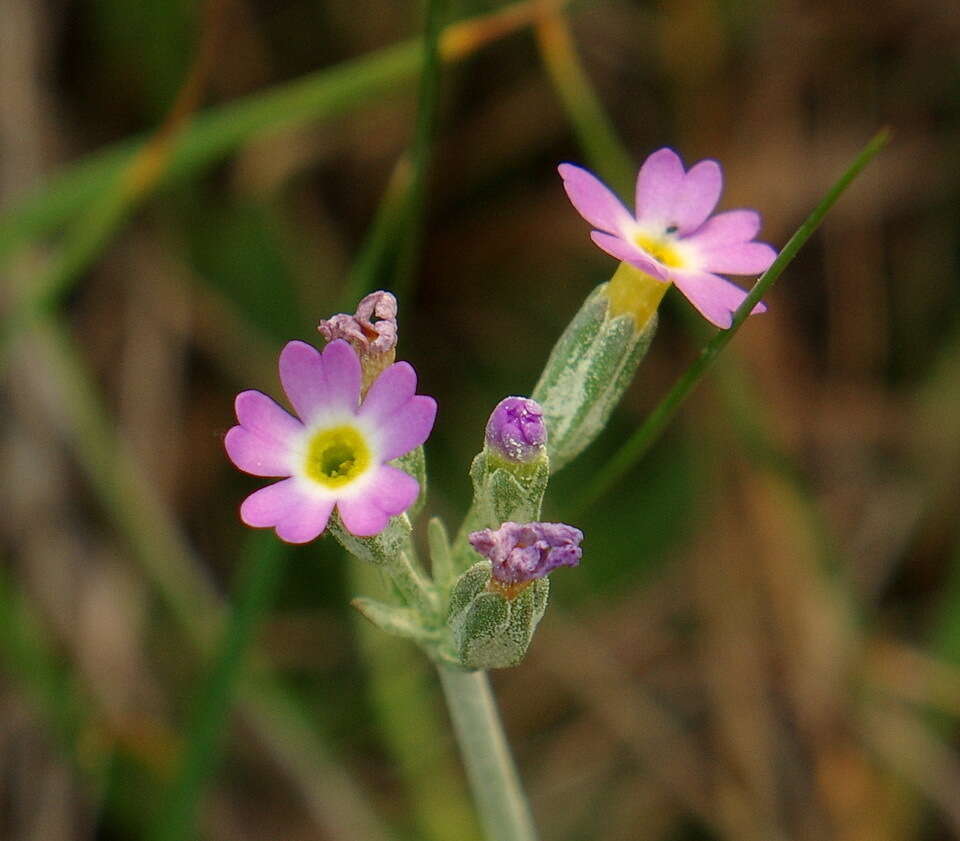 Image de Primula incana M. E. Jones