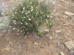 Image of Erigeron foliosus var. foliosus