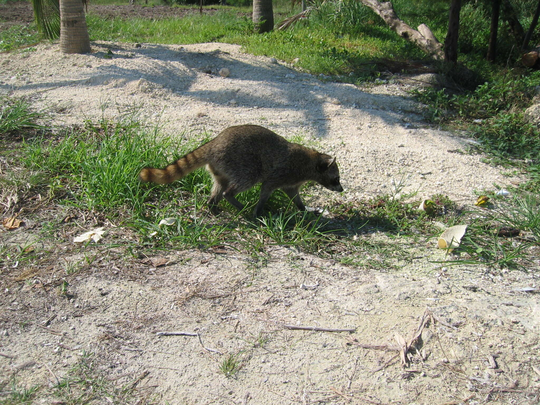 Image of Cozumel Island Raccoon