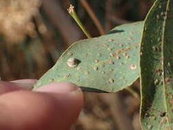 Image of Eucalyptus gall wasp