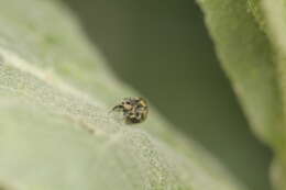 Image of Weevil