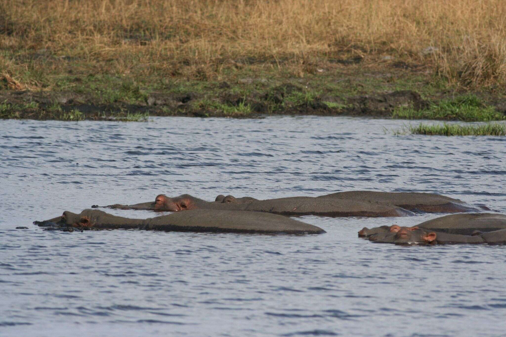 Image of Common Hippopotamus