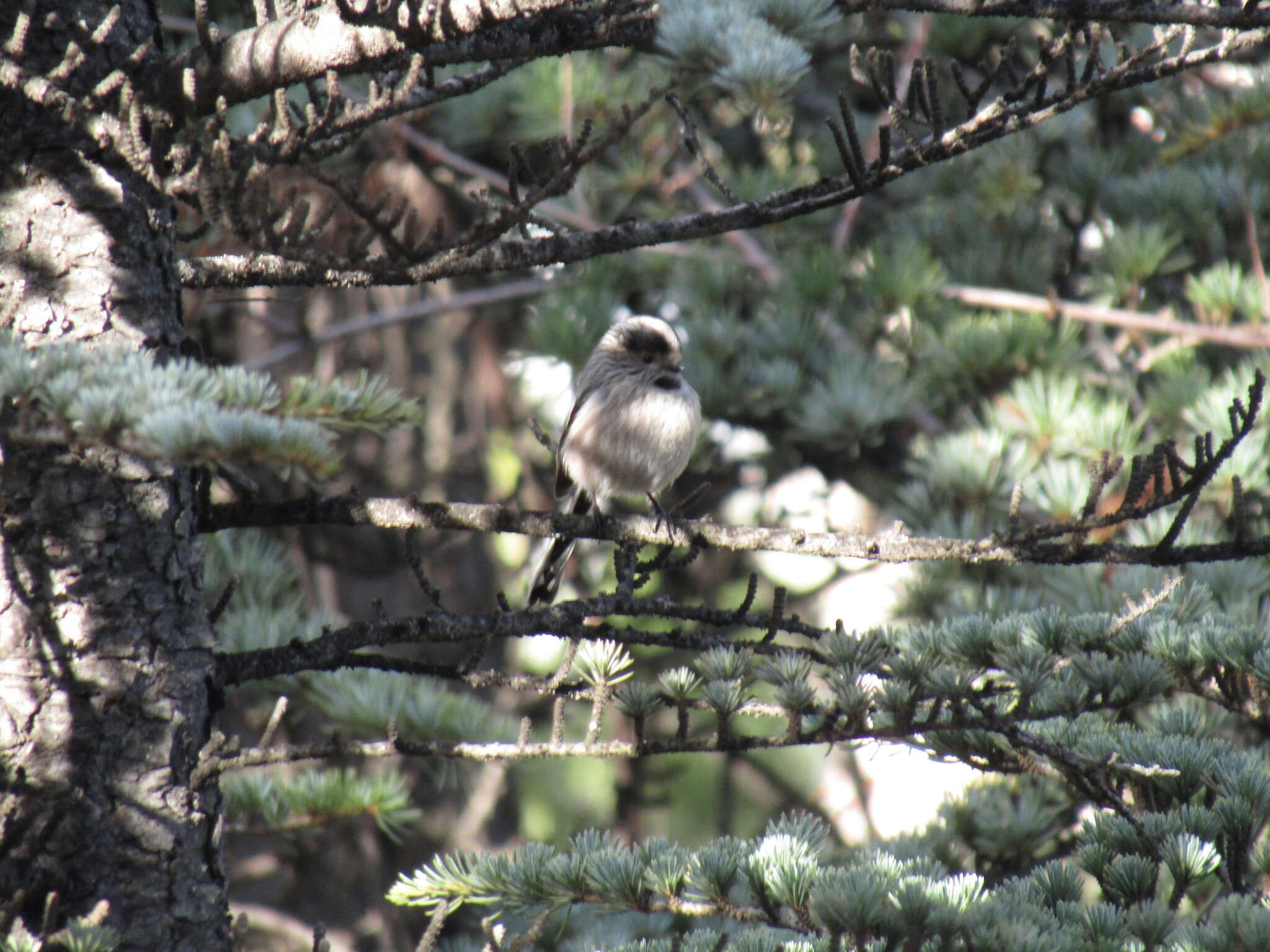 Aegithalos caudatus major (Radde 1884)的圖片