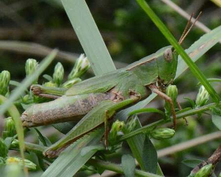 Image of Short-winged Green Grasshopper