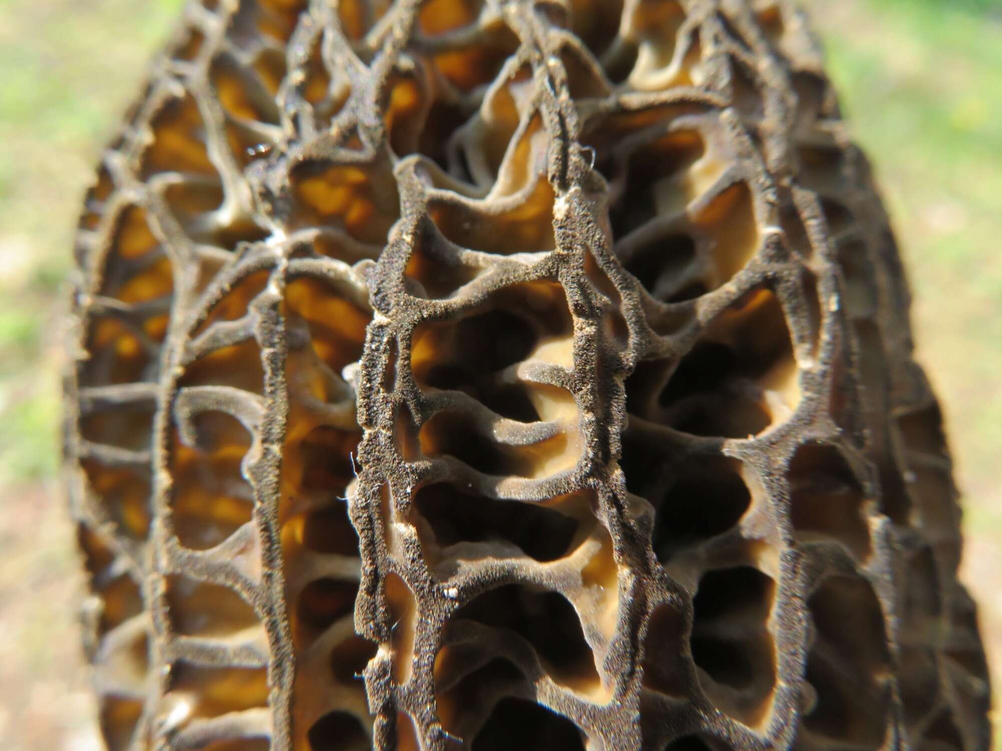 Image of Morchella hortensis Boud. 1897