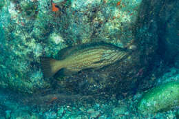 Image of Comb Grouper