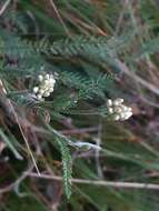 Achillea roseo-alba Ehrend. resmi