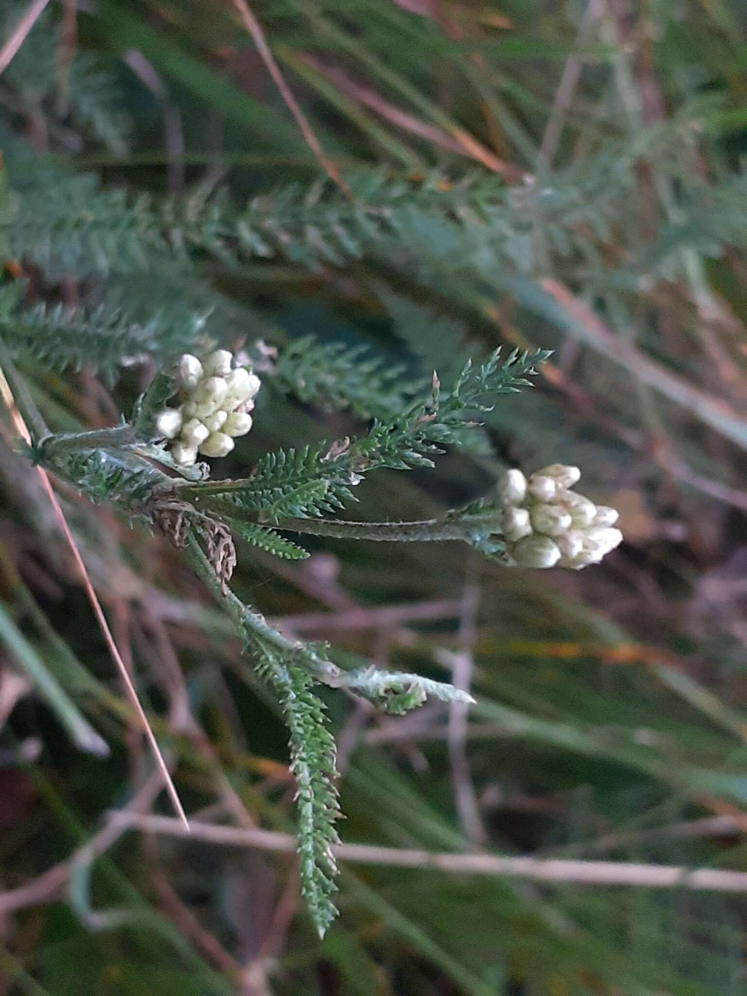 Achillea roseo-alba Ehrend. resmi