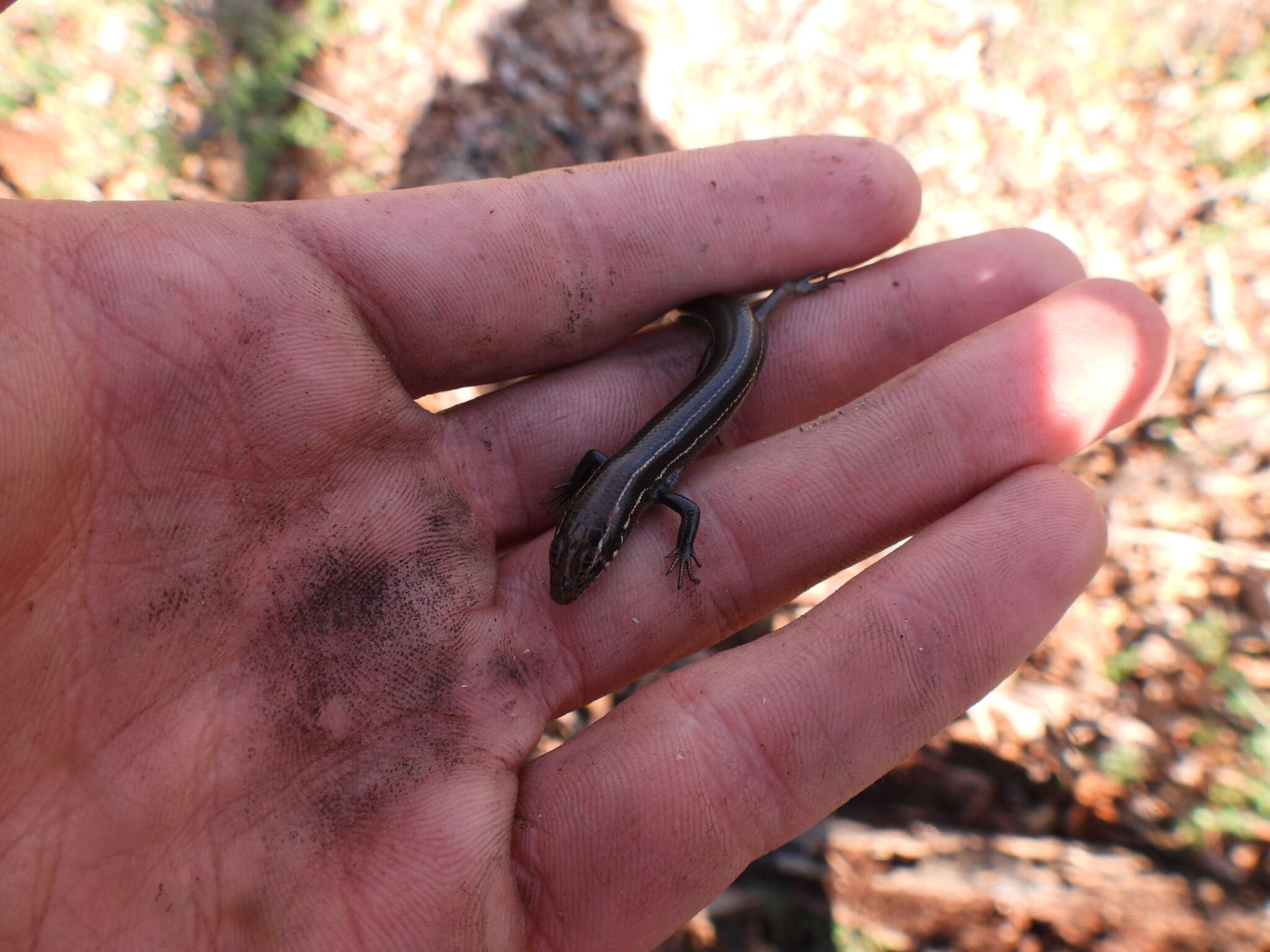 Plestiodon anthracinus pluvialis (Cope 1880) resmi