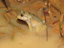 Image of Leptodactylus knudseni Heyer 1972