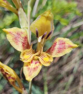 Image of Gladiolus pardalinus Goldblatt & J. C. Manning