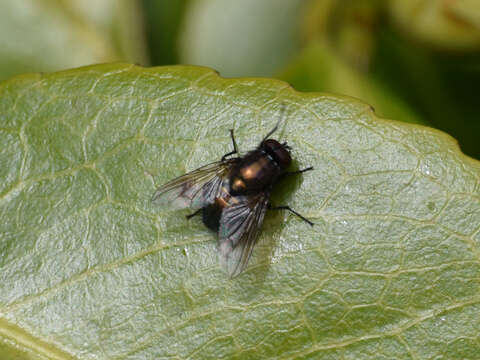 Image of Eudasyphora cyanella (Meigen 1826)