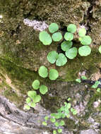 Adiantum capillus-junonis Rupr.的圖片