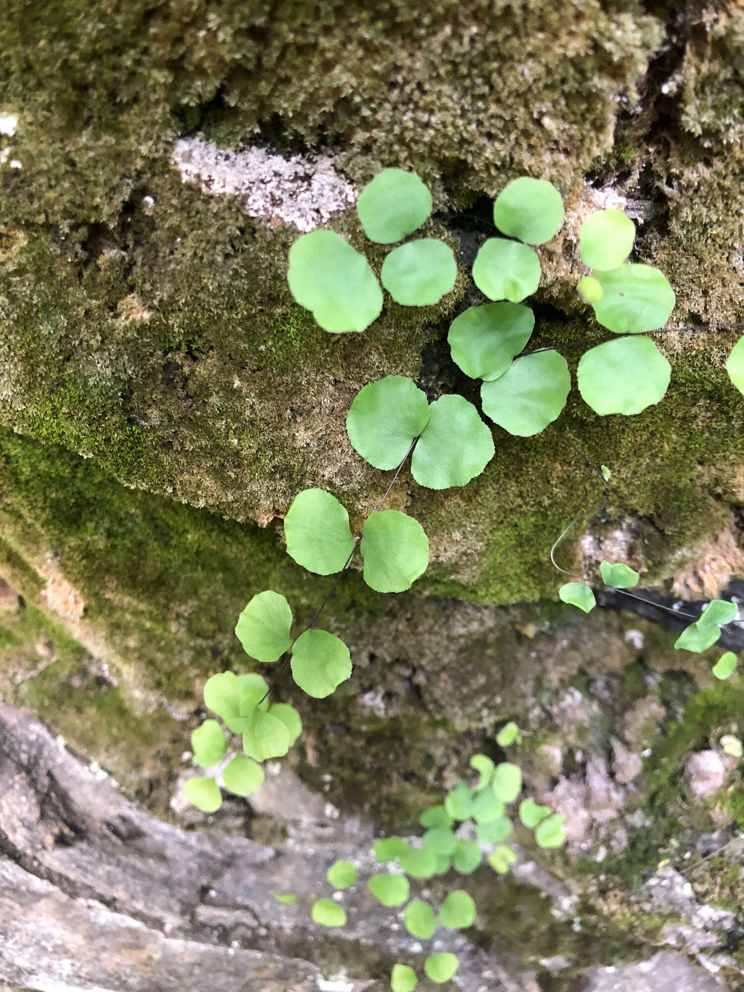 Image of Adiantum capillus-junonis Rupr.