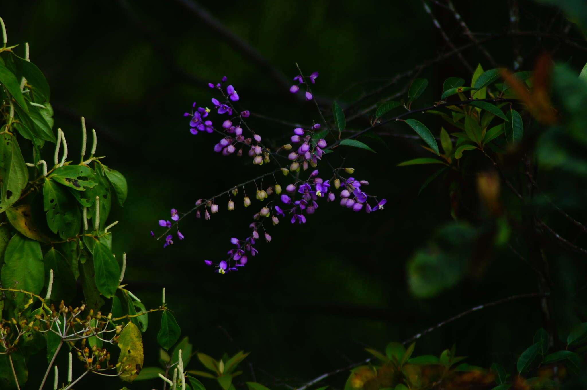 Image of Asemeia floribunda (Benth.) J. F. B. Pastore & J. R. Abbott