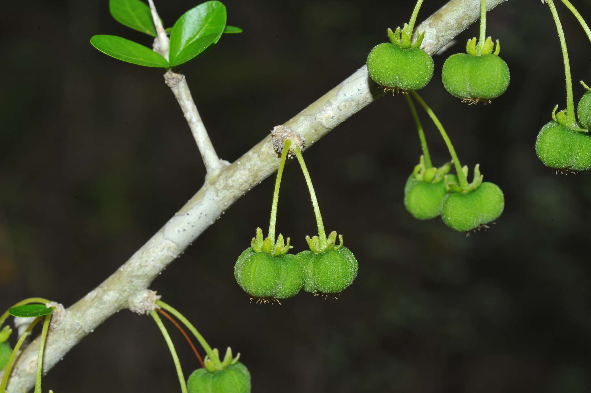 Image of wild lime