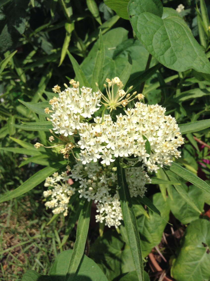 Image of swamp milkweed