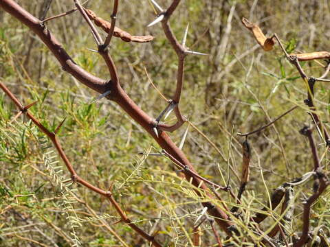 صورة Prosopis alpataco Phil.