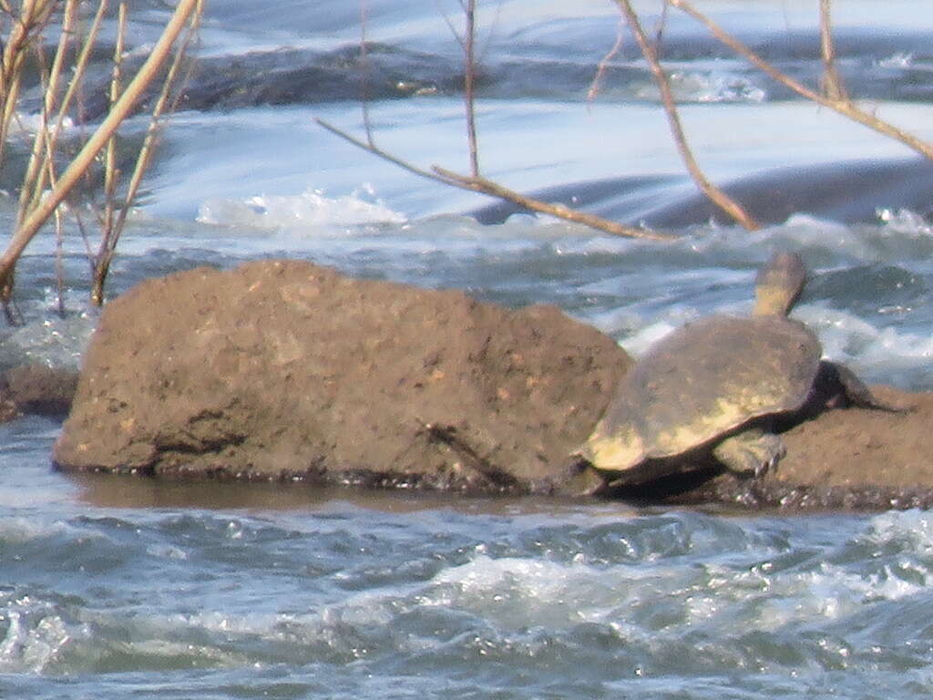 Image of William’s South-American Side-necked Turtle