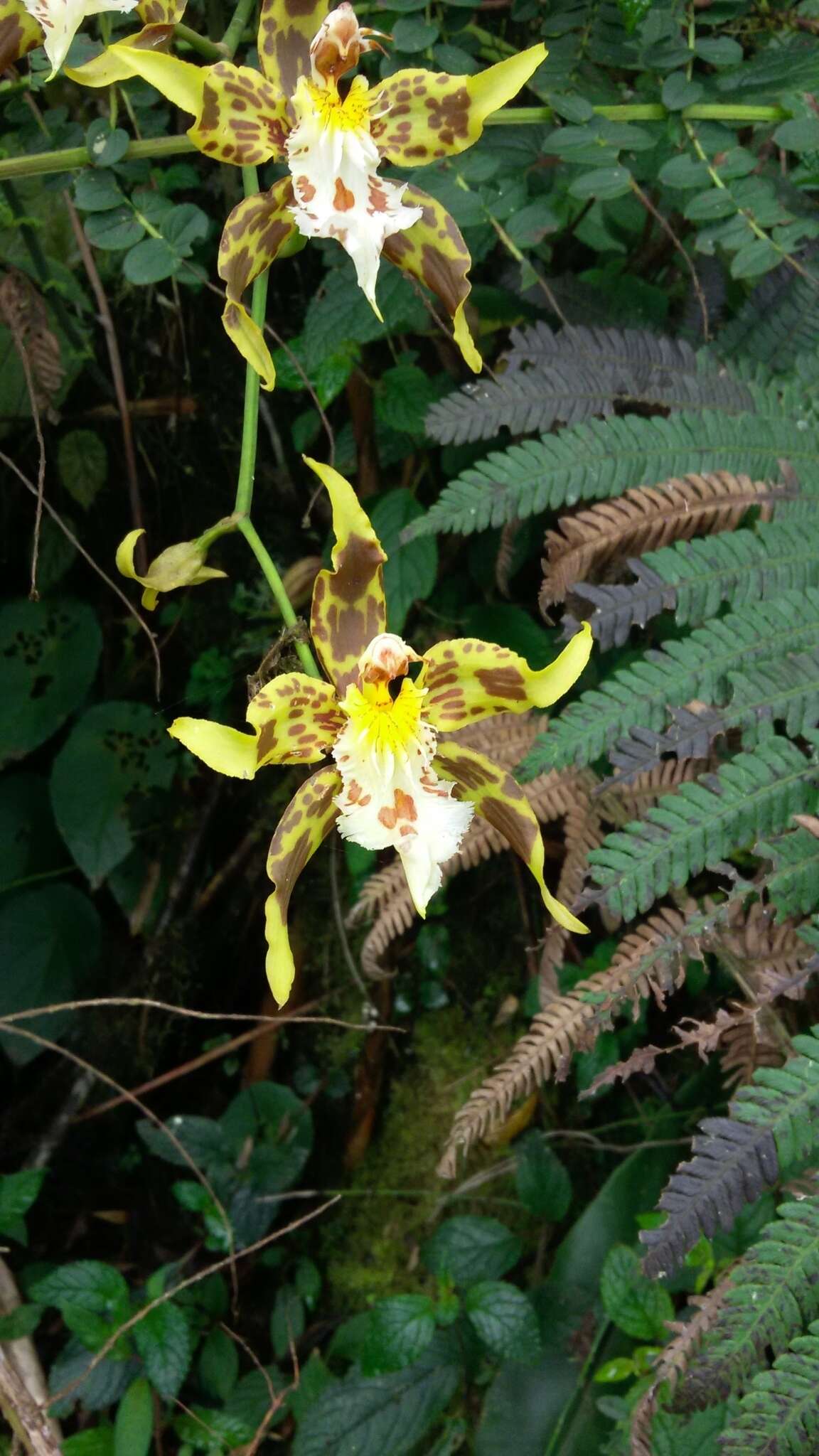 Image of Oncidium hallii (Lindl.) Beer