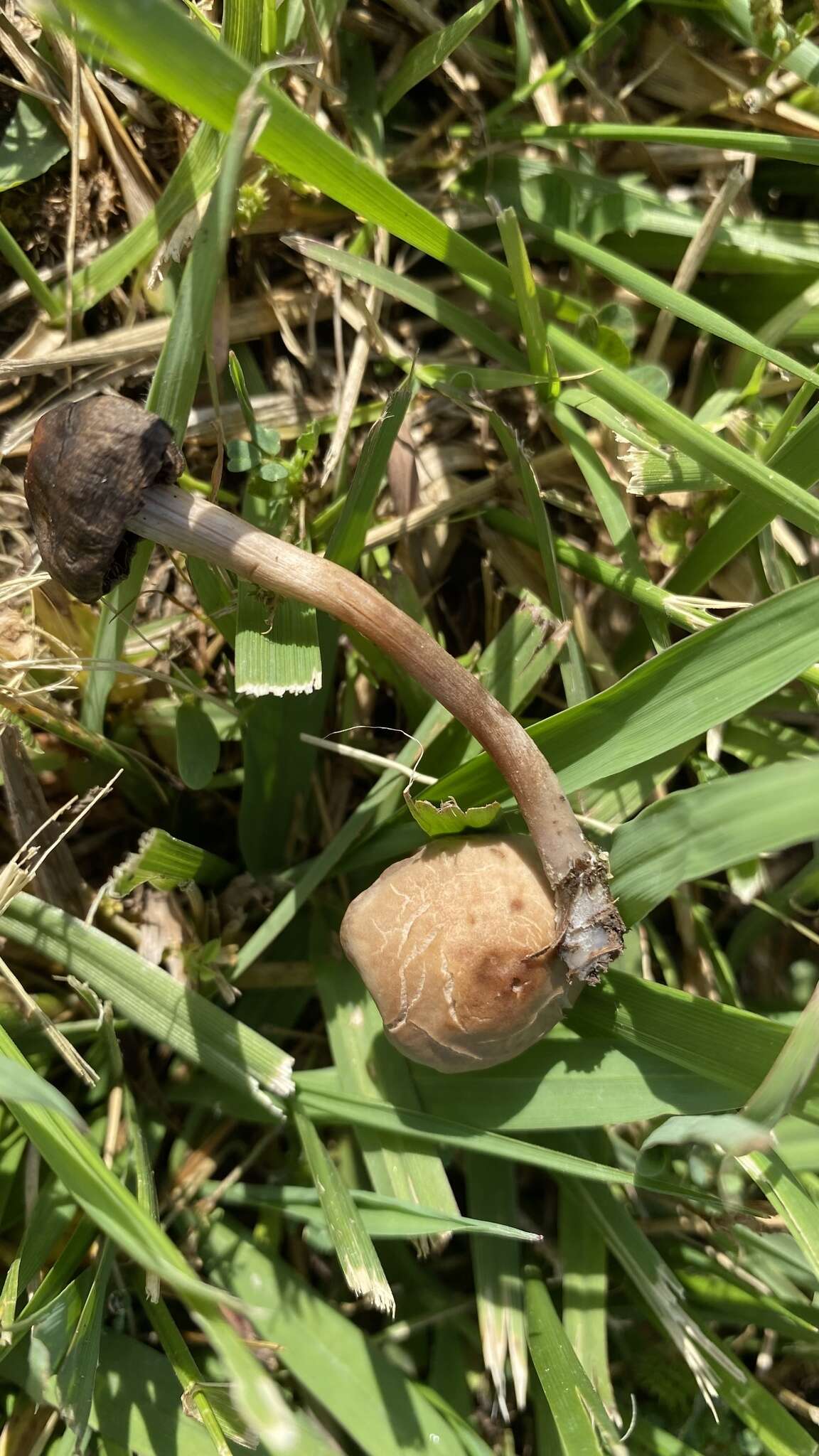 Panaeolus subbalteatus (Berk. & Broome) Sacc. 1887 resmi