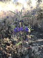 Image de Trichostema laxum A. Gray