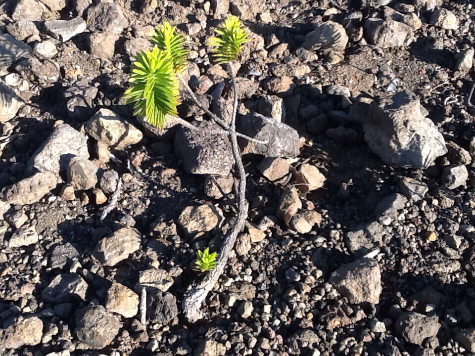 Image of lava dubautia