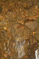Image of Leora's Stream Salamander