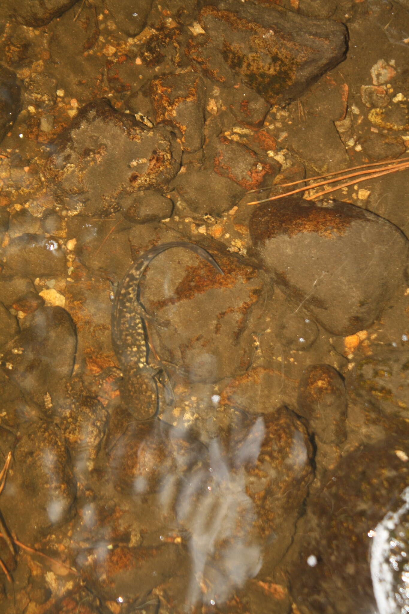 Image of Leora's Stream Salamander