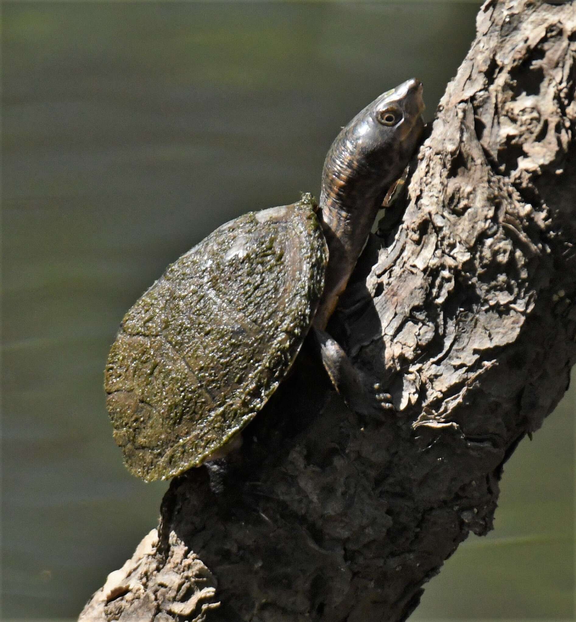 Image of Sternotherus intermedius (Scott, Glenn & Rissler 2017)